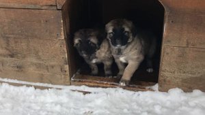 Щенки от кавказской овчарки и алабая