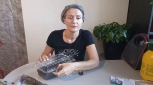 Павловния. Размножение корневыми черенками.