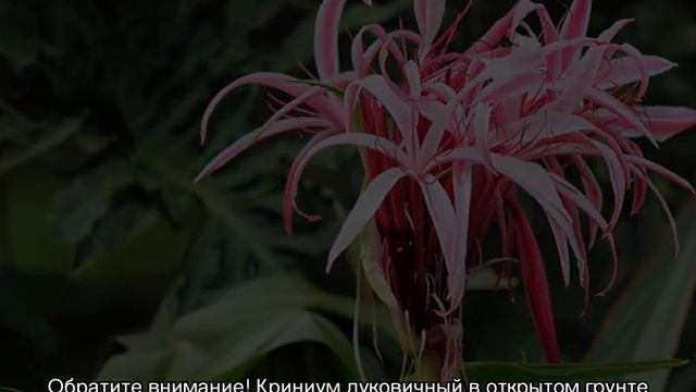 Кринум — цветок садовый, посадка и уход в открытом грунте смотреть онлайн