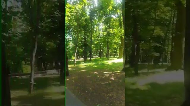 Голос ЗЯБЛИКА #shorts #голосаптиц #birds #birdssounds #пениептиц смотреть онлайн