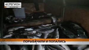 БРАКОНЬЕРОВ НА АВАЧЕ ВЗЯЛИ С ПОЛИЧНЫМ • НОВОСТИ КАМЧАТКИ