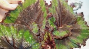 Бегонии- обзор. Всех с Новым годом!