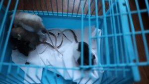 ВЗЯЛА КРЫСЯТ НА ПЕРЕДЕРЖКУ :)