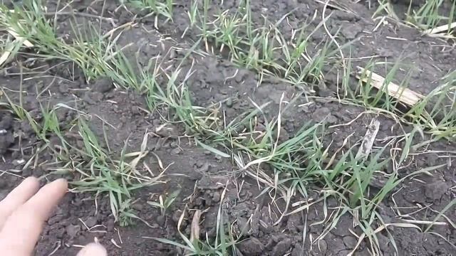Обзор пшеницы по предшественникам подсолнух\пшеница  18/04/2018