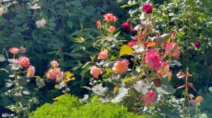 Июль в Саду 10 июля 223 часть 5