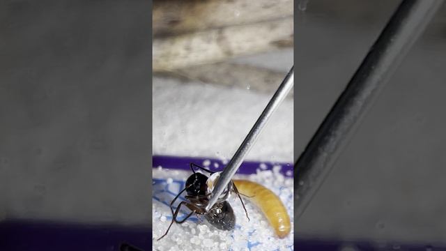 Ручное вскармливание Camponotus