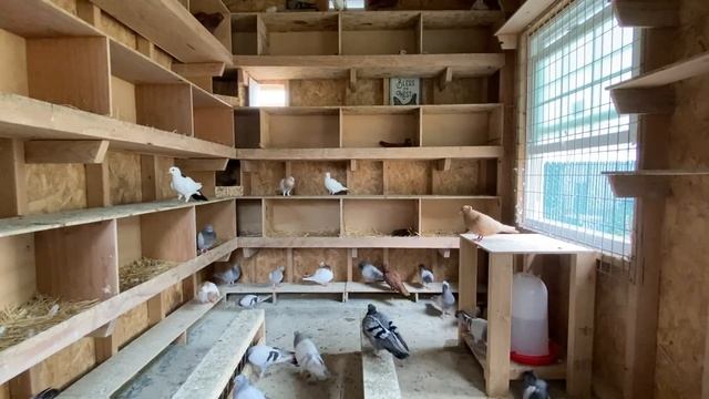 Устройство моей голубятни￼￼ смотреть онлайн