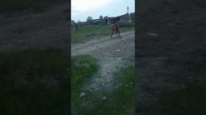 Обучение лошадей в Дагестане