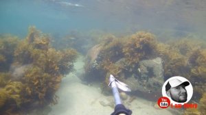 териберка часть 2 ныряем в Баренцево море