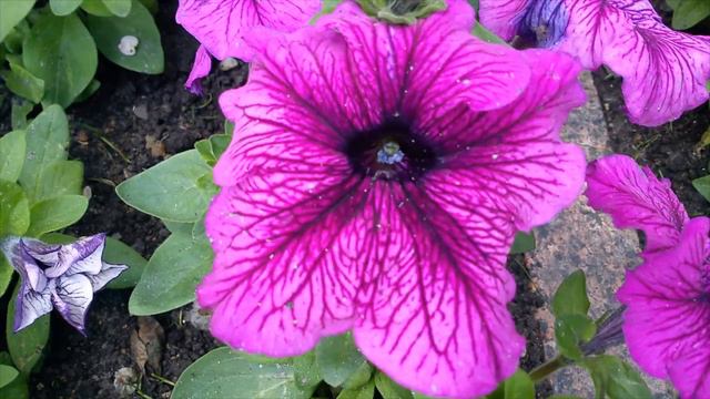 Цветы Донецка 2014 3 смотреть онлайн