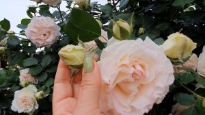 Роза Palais Royal. Одна из красивейших плетистых роз!?