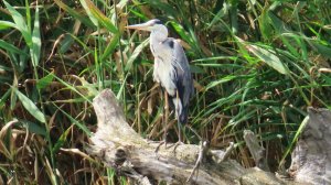 Почему цапля выглядит как гном? И другие цапли на пруду