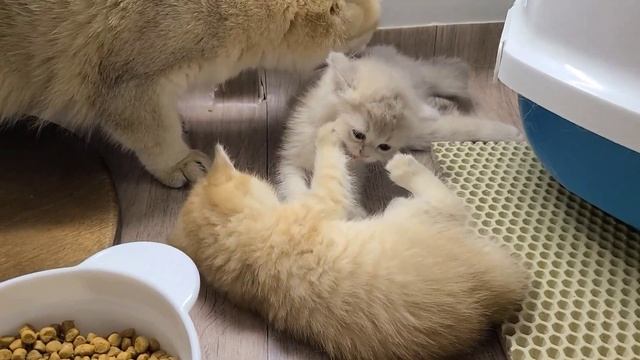 Британским котятам один месяц. Важный период в развитии котят