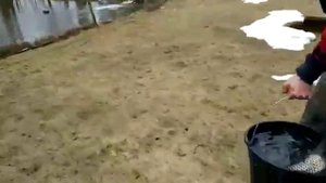 Белый амур/Рыба в пруд/Живая рыба