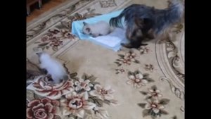 Той-боб котята и кутята