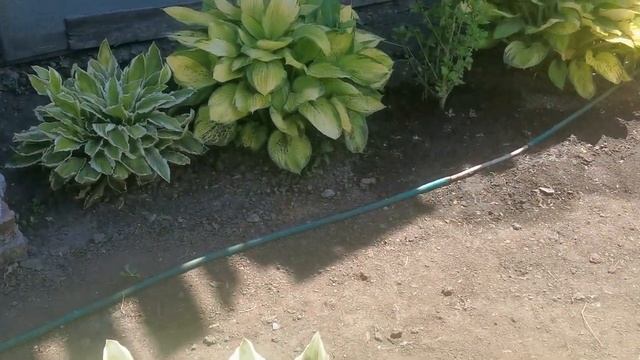 Плетистая роза Акварель,Румба. смотреть онлайн