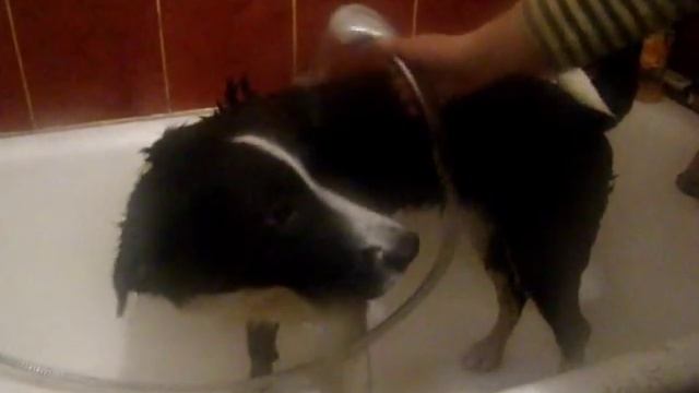 Гуляем, моем и бесимся вместе с щенком Филей. Как помыть щенка? смотреть онлайн