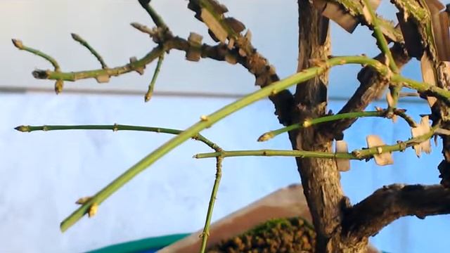 BONSAI-POTATURA AUTUNNALE-EUONYMUS “ALATUS”. смотреть онлайн