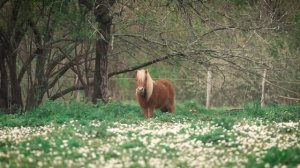 110. Сура АН-НАСР
ПОМОЩЬ