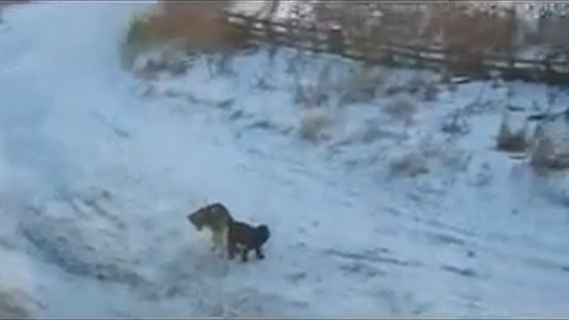 МОРОЗЫ И СОБАКИ смотреть онлайн