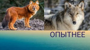 Красный волк против серого волка.