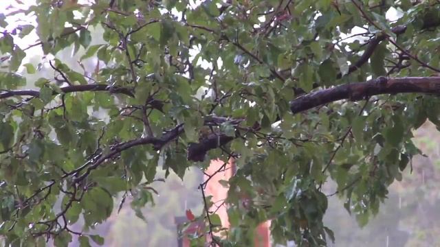 Sparrowhawk Inc Ingress and Egress at the International Folk Art Market 2013 смотреть онлайн