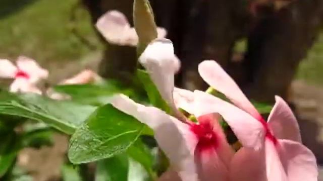 Canon Powershot A480 videotest смотреть онлайн