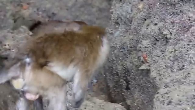 Тайланд. Пхукет. 2012. Плывем на лодке до острова. Обезьяны смотреть онлайн