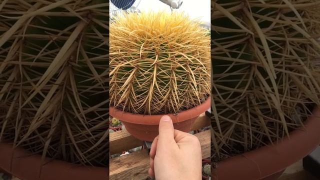 как определить сколько лет кактусу? Эхинокактус Грузона Echinocactus Grusonii