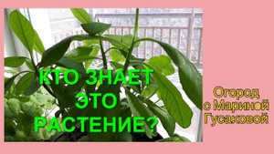 Как определить НАЗВАНИЕ РАСТЕНИЯ? Как называется Цветок?  Комнатные Цветы  не знаю, как зовут.