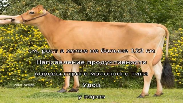 Джерсейские коровы – некрупная высокопродуктивная порода смотреть онлайн