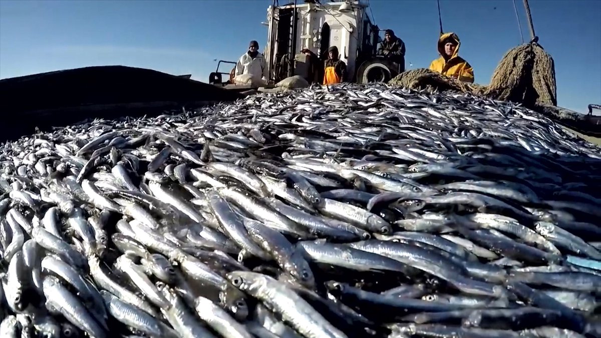 В силу какая рыба. Рыбная промышленность Астрахань. Балтийское море промышленный лов рыбы. Добыча рыбы в черном море в 2021 году. Рыбный промысел.