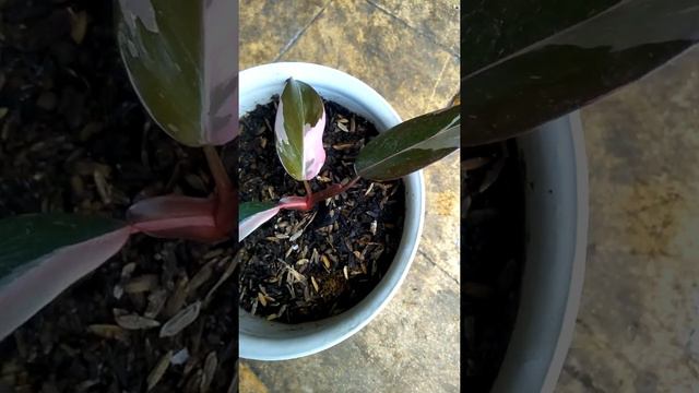 jual harga murah philodendron pink princess