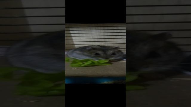 Хомячок джунгарик/Хомяк кушает салат/