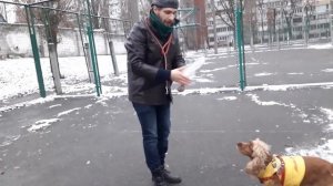 Спаниель Сёма: Как научить любой команде за 5 минут ДРЕССИРОВКА