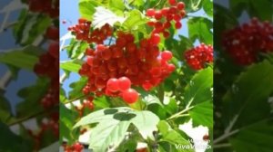 Калины цвет