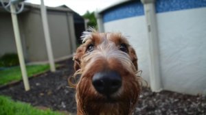 Meet: Rafferty, The Irish Terrier