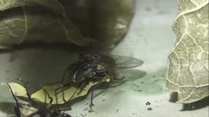 ИНСЕКТАРИЙ: 51. Осенняя Жигалка (Stomoxys calcitrans)