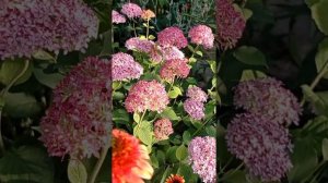 Эхинацея Свит Чили и древовидная гортензия Пинк Анабель.???8.07.22.