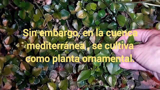  Senecio angulatus  conocido como hiedra del Cabo