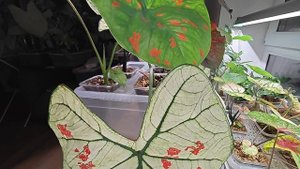 Каладиумы. Часть 5. Тайские сорта.