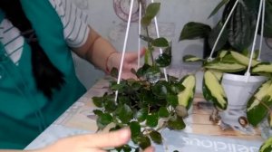 Хойя  Verticillata variegata / Уход и содержание //   И другое ...