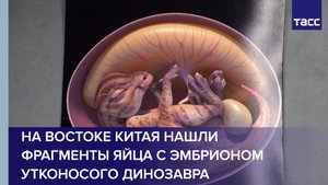 На востоке Китая нашли фрагменты яйца с эмбрионом утконосого динозавра