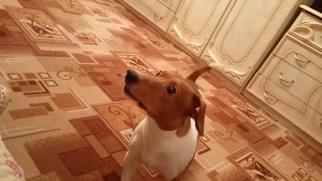 Джек Рассел терьер смотреть онлайн