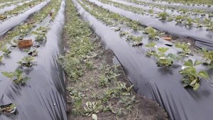 Укрытие клубники азия, альба под спанбонд от весенних морозов