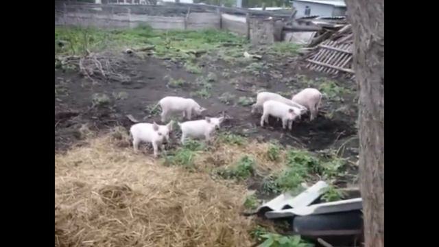 Поросята и свиноматка. Поросята пашут землю.
