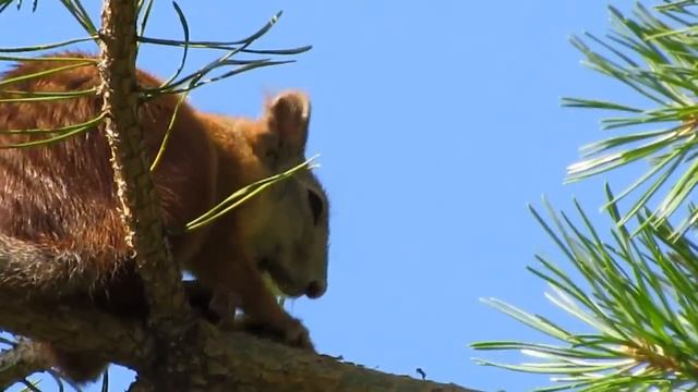 Белка с шишкой