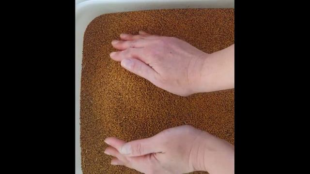 Семена горчицы для масла. Отжимаем горчичное масло холодным способом на прессе. Мастерская Добропол
