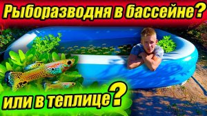 Рыборазводня аквариумных рыбок процветает! Планы на 2023 год!