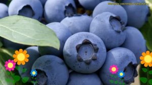 Голубика высокорослая Легаси. Краткий обзор, описание характеристик vaccinium corymbosum Legacy
